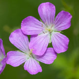 15 Geranium Live Plants, Patio Container Plant