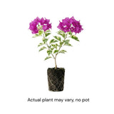 Set 2 Blueberry Ice Bougainvillea Live Plant 5-7 Inch Tall