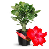 Red Desert Rose Live Plant, Adenium Bushes, 4-6 Inch Tall