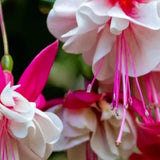 Fuchsia Live Plant, Patio Basket Flower, 4-8 Inch Tall, 5 Inch Pot