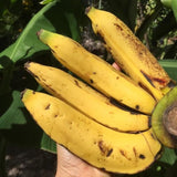 3 Banana Trees Live Plants, Hardy Tropical Plant, 3-5 Inch Tall