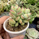 2 Cotyledon Pendens Succulent Live Plants, 2 Inch Pot