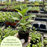 2 Blue Plumbago Plants Live, Well-Rooted Starter Plant, 4-6 Inch Tall