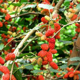 Red Mulberry Tree Plant Live, Live Starter Plant, 4-6 Inch Tall