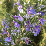Rosemary Live Plant, Kitchen Herb Garden Plant, 4 Inch Pot