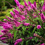 2 Raspberry Buddleia Live Plants, 5-9" Butterfly Bush for Outdoor Gardens