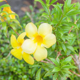 4 Yellow Mandevilla Bushes Live Plants, Tropical Flower Vine, 4-6 Inch Tall