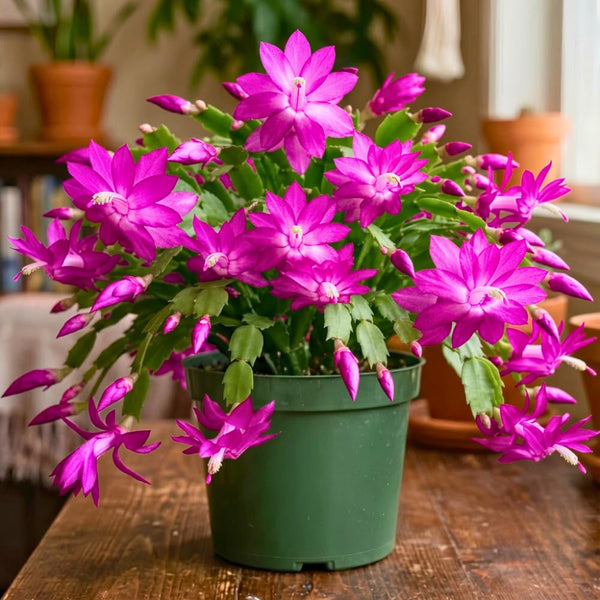 Pink Holiday Cactus Live Plant, Well-Rooted Houseplant, 5-9 Inch Tall
