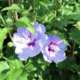 Blue Yellow Hibiscus Plant Live, Home Garden Plant, 5-7 Inch Tall