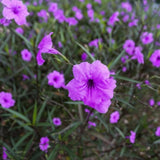 6 Purple Mexican Petunia Plants Live, Perennial Plant, 4-6 Inch Tall