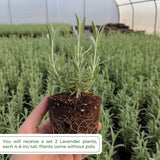 2 Phenominal Lavender Plants, Lavender Plants Live, 4-8 Inch Tall