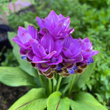 2 Purple Ginger Live Plants, Ornamental Flowering Ginger Plant for Indoor Outdoor, Colorful Blooming Gingers 4-6 Inches
