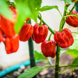Red Habanero Pepper Plant Live, Garden Plant, 4-7 Inch Tall, 4 Inch Pot