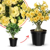 Yellow Live Desert Rose Plant, Home Garden Plant, 4-6 Inch Tall
