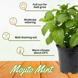 3 Mojito Mint Plants Live, Well-Rooted Herb Plant, 3-5 Inch Tall