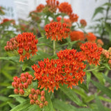 Pack 2 Red Milkweed Live Plants, Asclepias Tuberosa Plant 4–6" Tall