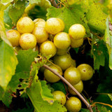 3 Muscadine Grape Plants Live for Planting, Starter Plants, 3-5" Tall, No Pot, Cold Hardy, Tree Grape Vines Fruit for Spring Growing (Bronze)