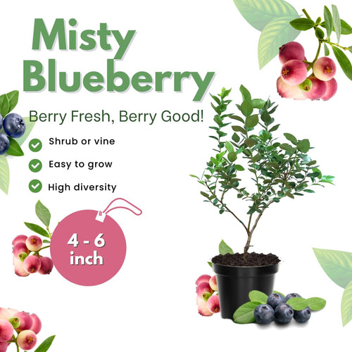 2 Misty Blueberry Bushes Live Plants, Edible Fruit Plant, 4-6 Inch Tall