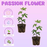 2 Deep Purple Passion Flower Plants, Passiflora Flower Plant, 4-6 Inch Tall