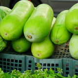 Long Wax Gourd Winter Melon Live Plant, Trellis Vegetable Vine, 4 Inch Pot