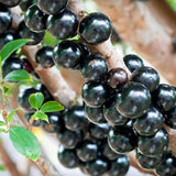 Jaboticaba Live Plant, Outdoor Garden Fruit Tree, 1 Ft Tall