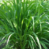 3 Lemongrass Live Plants, Herb Stalks Plant, 4-6 Inch Tall