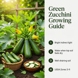 2 Green Live Zucchini Squash Plants, 4-6 Inch Tall, 4 Inch Pot