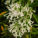 2 Night Blooming Jasmine Plants, Live Starter Plant, 4-6 Inch Tall