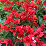 Set 2 Bright Red Bougainvillea Live Plant 5-7 Inch Tall