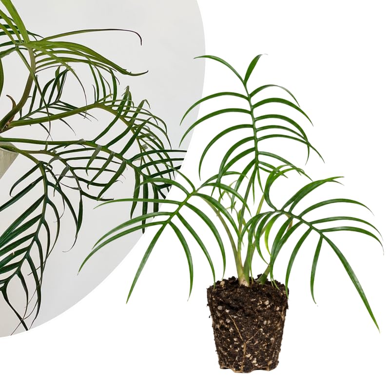 Tortum Philodendron Live Plant 4-6 Inches, Easy Care Indoor Houseplant for Home and Office, Tropical Foliage Philodendron