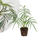 Tortum Philodendron Live Plant 4-6 Inches, Easy Care Indoor Houseplant for Home and Office, Tropical Foliage Philodendron