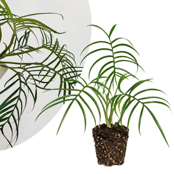 Tortum Philodendron Live Plant 4-6 Inches, Easy Care Indoor Houseplant for Home and Office, Tropical Foliage Philodendron