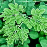 2 Moringa Oleifera Trees Live Plants, Drumstick Tree Plant, 4-6 Inch Tall