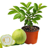 White Guava Tree Live Plant, Starter Fruit Plant