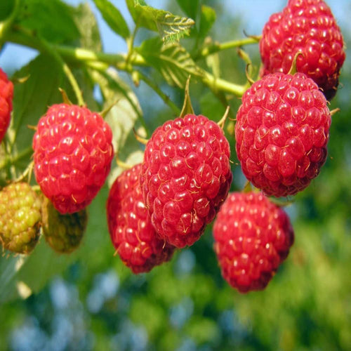 2 Nantahala Raspberry Plants Live, 4-6 Inch Tall
