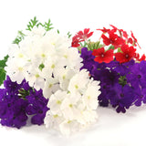 4 Mixed Verbena Live Plants