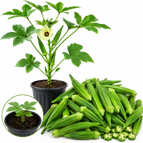 2 Green Okra Plants Live, Vegetable Start Plant for Home Garden, 4 Inc Pot