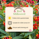2 Red Milkweed Live Plants, Asclepias Tuberosa, 4-6 Inch Tall