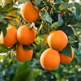 Orange Live Plant, Well-Rooted Citrus Tree, 1-2 Ft Tall, 1 Gallon Pot