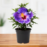 Purple Hibiscus Plant 5-7 Inch Tall