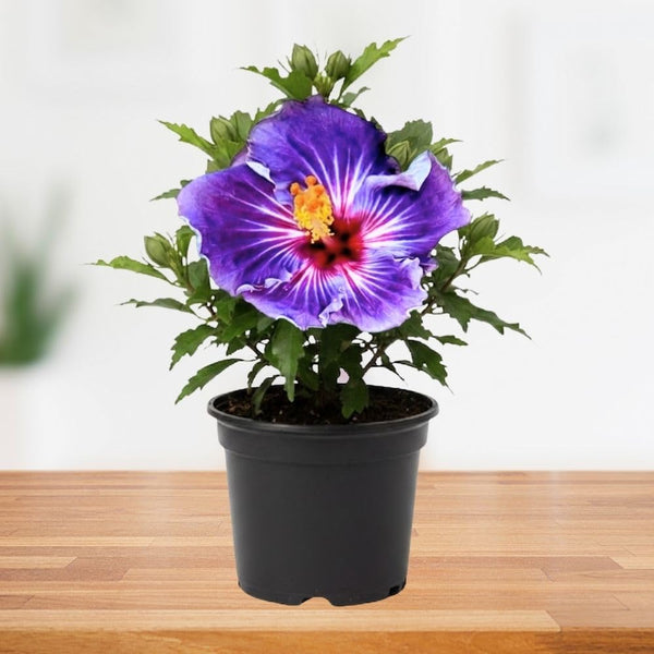 Purple Hibiscus Plant 5-7 Inch Tall