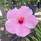 4 Light Pink Hibiscus Live Plants, Hibiscus Flower, Patio Container Plant, 4-8 Inch Tall