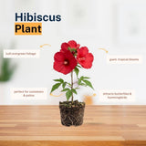 Pack 2 Bright Red Hibiscus Plant Live 4-7" Tall