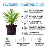 Lavender Live Plant, 3 Inch Pot