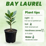 Sweet Bay Leaf Tree, Well-Rooted Starter Plant, 3-5 Inch Tall