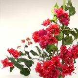 2 Double Red Bougainvillea Live Plants, Outdoor Garden Plant, 4-6 Inch Tall