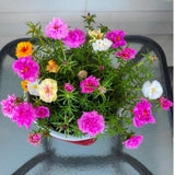 4 Mixed Portulaca Live Plants, Patio Container Plant, 3-5 Inch Tall