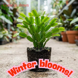 Random Thanksgiving Cactus Live Plant, Indoor Houseplant, 5-9 Inch Tall