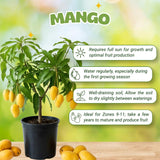 Mango Tree Live Plant, Garden Fruit Tree, 8-10 Inch Tall, 4 Inch Pot