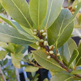 Bay Leaf Tree Live Plant, Fragrant Culinary Herb, 8-10 Inch Tall